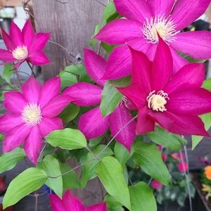 Meet your Posher, Celeste